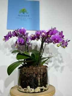 Phaleanopsis Multiflora 4 varas