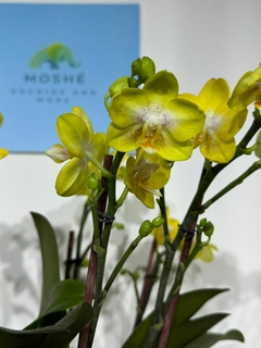 Phaleanopsis Multiflora 2 varas - Moshé