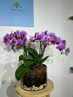 Phaleanopsis Multiflora 4 varas en internet