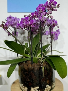 Phaleanopsis Multiflora Trilliza 6 varas - Moshé