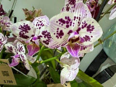 Phaleanopsis