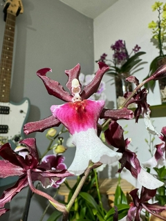 Odontoglossum en internet