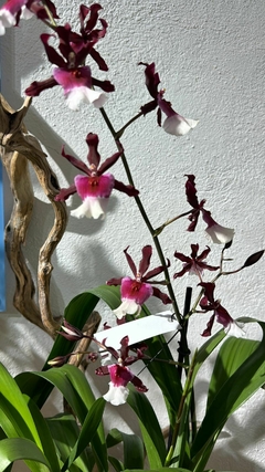 Odontoglossum - Moshé