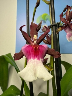 Odontoglossum - tienda en línea