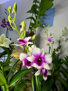 Dendrobium en internet