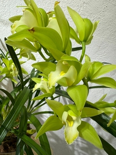 Cimbidium