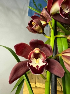 Cimbidium - comprar en línea