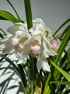 Cimbidium - Moshé