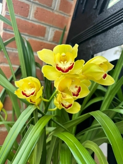 Cimbidium - tienda en línea