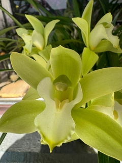 Cimbidium