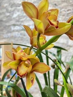 Cimbidium - comprar en línea