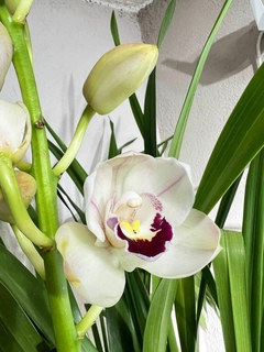 Cimbidium en internet