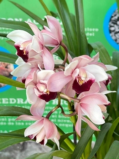 Cimbidium - Moshé