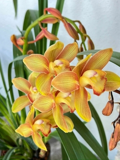 Cimbidium - tienda en línea