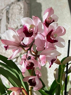 Imagen de Cimbidium