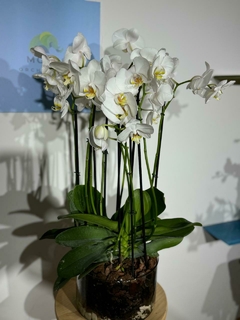 Imagen de Phaleanopsis Duo 10 varas