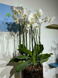 Phaleanopsis Duo 10 varas