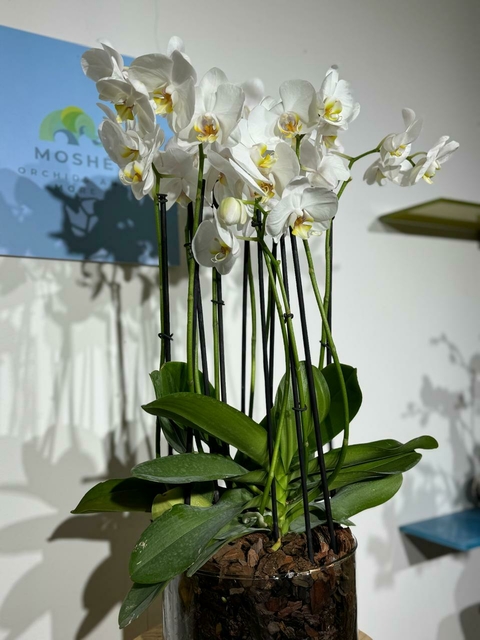 Phaleanopsis Duo 10 varas