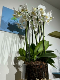 Phaleanopsis Duo 10 varas - tienda en línea
