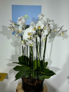 Phaleanopsis Duo 10 varas - Moshé