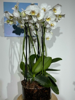 Phaleanopsis Duo 10 varas en internet
