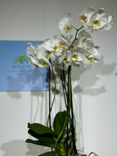 Phaleanopsis 3 varas en internet