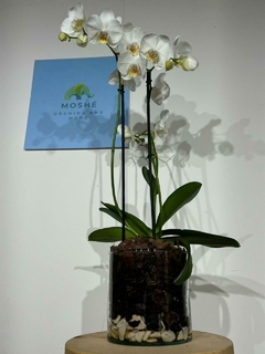 Phaleanopsis 3 varas - comprar en línea