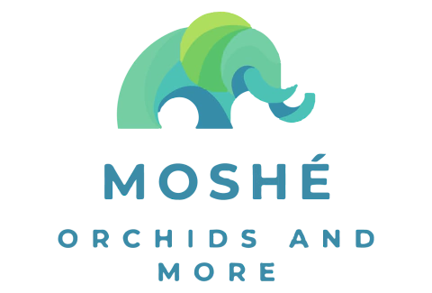 Moshé