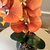 Arranjo de Orquídea Ocre Outono Com Vaso de Vidro Preto Brilho Conhaque - comprar online