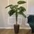 Árvore Calathea Real Com vaso Tabaco Veneza