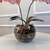 Arranjo de Orquídea Ocre Outono Com Vaso de Vidro Transparente Aquário na internet