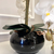 Arranjo de Orquídea Branco Puro Com Vaso de Vidro Preto Brilho Equibana na internet