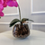 Arranjo de Orquídea Fucsia Com Vaso de Vidro Transparente Conhaque na internet