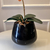 Arranjo de Orquídea Ocre Outono Com Vaso de Vidro Preto Brilho Conhaque na internet