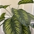 Arvore Calathea Real Com Vaso Branco Veneza - comprar online
