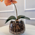 Arranjo de Orquídea Ocre Outono Com Vaso de Vidro Transparente Conhaque - Kasa Bela Decor