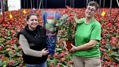 Banner de la categoría Flores y Plantas Ornamentales al por mayor