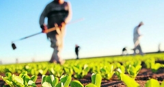 Banner de la categoría Seguro Agropecuario