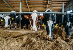 Banner de la categoría Alimento Para Ganado