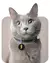 Medalla Inteligente para mascotas con collar - tienda online