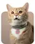 Medalla Inteligente para mascotas con collar - comprar online