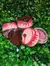 Lip Balm Morango Bobbi Rara - comprar online