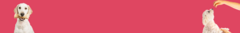 Banner da categoria Petiscos Saudáveis