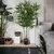 Bambu da Sorte Artificial Grande