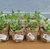 Plantas en diferentes variedades y presentaciones con 1 semana de anticipación - zoehnoe