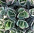 Imagen de Plantas en diferentes variedades y presentaciones con 1 semana de anticipación