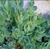 Imagen de Plantas en diferentes variedades y presentaciones con 1 semana de anticipación