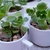 Plantas en diferentes variedades y presentaciones con 1 semana de anticipación