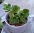 Plantas en diferentes variedades y presentaciones con 1 semana de anticipación - comprar en línea