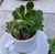 Plantas en diferentes variedades y presentaciones con 1 semana de anticipación en internet